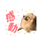 ふわふわポメラニアンのえりちゃん②（個別スタンプ：9）