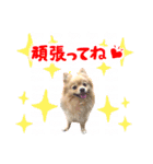 ふわふわポメラニアンのえりちゃん②（個別スタンプ：10）