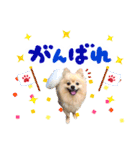 ふわふわポメラニアンのえりちゃん②（個別スタンプ：11）