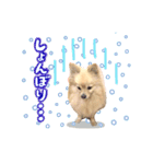 ふわふわポメラニアンのえりちゃん②（個別スタンプ：12）