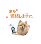 ふわふわポメラニアンのえりちゃん②（個別スタンプ：14）