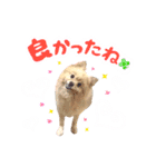 ふわふわポメラニアンのえりちゃん②（個別スタンプ：15）