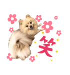 ふわふわポメラニアンのえりちゃん②（個別スタンプ：16）