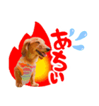 ミニチュアダックスの こりんだよーん（個別スタンプ：1）