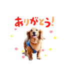 ミニチュアダックスの こりんだよーん（個別スタンプ：2）