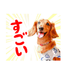 ミニチュアダックスの こりんだよーん（個別スタンプ：12）