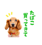 ミニチュアダックスの こりんだよーん（個別スタンプ：13）