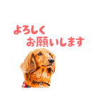 ミニチュアダックスの こりんだよーん（個別スタンプ：15）