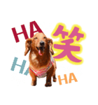 ミニチュアダックスの こりんだよーん（個別スタンプ：16）