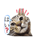 保護猫スタンプ⑥（個別スタンプ：1）