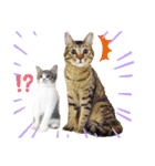 保護猫スタンプ⑥（個別スタンプ：2）