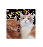 保護猫スタンプ⑥（個別スタンプ：3）