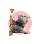 保護猫スタンプ⑥（個別スタンプ：5）