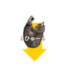 保護猫スタンプ⑥（個別スタンプ：6）