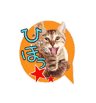 保護猫スタンプ⑥（個別スタンプ：7）