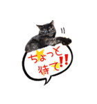 保護猫スタンプ⑥（個別スタンプ：8）