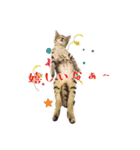 保護猫スタンプ⑥（個別スタンプ：9）