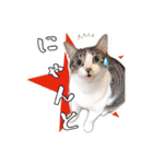 保護猫スタンプ⑥（個別スタンプ：10）