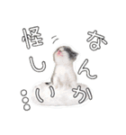保護猫スタンプ⑥（個別スタンプ：11）