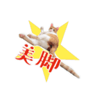 保護猫スタンプ⑥（個別スタンプ：12）