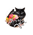 保護猫スタンプ⑥（個別スタンプ：13）
