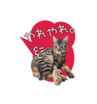 保護猫スタンプ⑥（個別スタンプ：14）