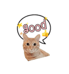 保護猫スタンプ⑥（個別スタンプ：15）