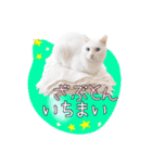 保護猫スタンプ⑥（個別スタンプ：16）