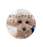 まるまるマロン（個別スタンプ：7）