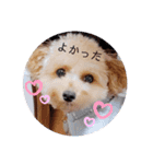 まるまるマロン（個別スタンプ：23）