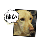 黄色いお方5（個別スタンプ：1）