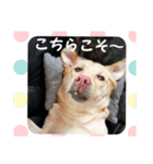 黄色いお方5（個別スタンプ：2）