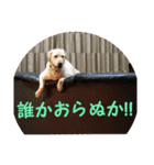 黄色いお方5（個別スタンプ：6）