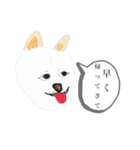 みんなの柴犬さん（個別スタンプ：11）