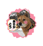 ピースワンコ保護犬スタンプ おめでとうver（個別スタンプ：2）