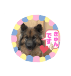 ピースワンコ保護犬スタンプ おめでとうver（個別スタンプ：4）