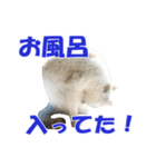 気持ちを代弁するネコ♪1（個別スタンプ：5）