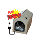 《 ラメールスタンプ 》（個別スタンプ：5）