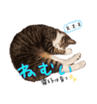 ララくんとモモちゃんスタンプ（個別スタンプ：21）
