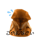 わん友部（個別スタンプ：1）