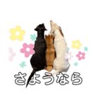 わん友部（個別スタンプ：16）