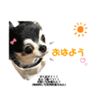 りぼんちゃん♡スタンプ（個別スタンプ：1）