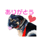 僕、デニローです。②（個別スタンプ：11）