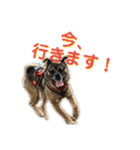 僕、デニローです。②（個別スタンプ：15）