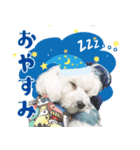 マロちゃんのかわいいスタンプ（個別スタンプ：3）
