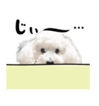 マロちゃんのかわいいスタンプ（個別スタンプ：4）