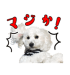 マロちゃんのかわいいスタンプ（個別スタンプ：5）