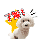 マロちゃんのかわいいスタンプ（個別スタンプ：8）