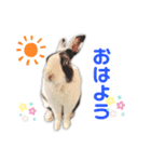 ダッチうさぎのうさ太☆1（個別スタンプ：1）