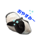 ダッチうさぎのうさ太☆1（個別スタンプ：3）